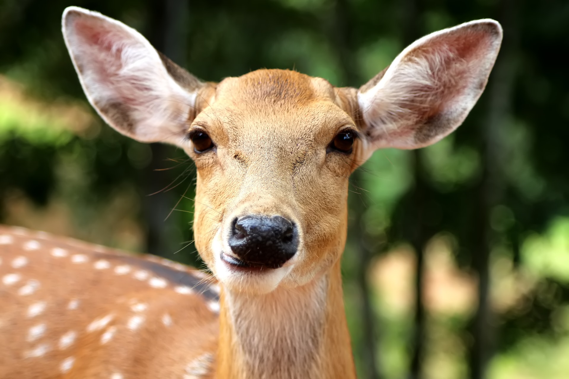 Deer Doe portrait